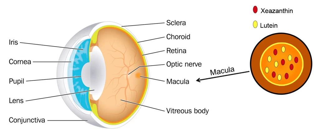 El arma secreta para proteger sus ojos: la luteína